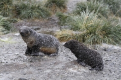 Baby Fur Seals in snow storm by Denise Landau