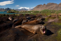 Elephant Seals Photo by Ingo Arndt 2011
