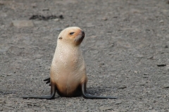 Blond Fur Seal by Denise Landau