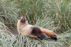 Reclining adult Fur Seal by Denise Landau