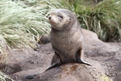 Fur Seal pup by Denise Landau