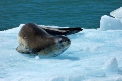 Leopard Seal on ice by Phil Tempest
