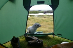 Fur seal outside tent by Rob Webster