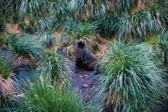 Fur seal in Tussock Grass. Seal is covered in Burnet (acaena) seed heads. Dec 1973