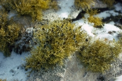 Beard Lichen (usnea antarctica) growing on rocks. Dec 1972