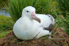 Albatross on nest. Photo by Phil Tempest 2015