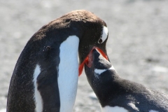 Gentoo Penguin feeding chick by Barbara Young