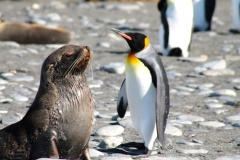King Penguin and Fur Seal pup by Natalie Boulle