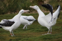 Wandering Albatrosses by Liz Pasteur