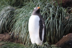 Gentoo Penguin by Liz Pasteur