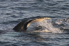 Whale 2015 by Liz Pasteur