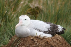 Albatross Nest by Denise Landau
