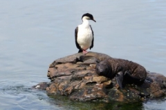 Imperial Shag and Fur Seal on rock by Nici Rymer