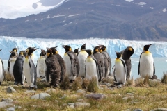 KIngs Penguins by Wiz Pasteur