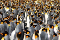 King Penguin colony at Gold Harbour by Nathalie Boulle