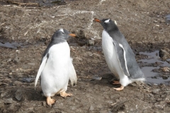 Gentoo Penguins by Denise Landau