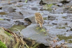 South Georgia Pipit 2015 at Bird Island by Nathalie Boulle