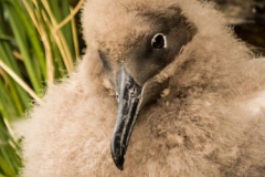 Light Mantled Albatross chick by Sam Moore