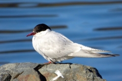 Antarctic Tern by Phil Tempest