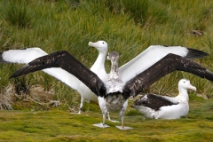 Wandering Albatrosses displaying at Bird Island by Denise Landau