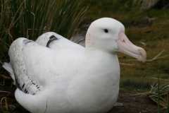 Wandering Albatross on nest by Barbara Young