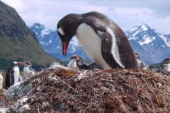 Gentoo chick on nest by Sam Moore