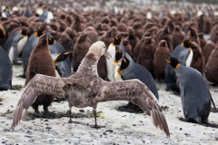 Giant Petrel and King Penguins by Oli Prince