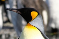 King Penguin by Barbara Young
