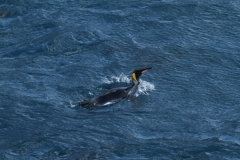 King Penguin in water by Roland Gockel