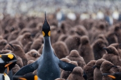 King Penguin colony by Oli Prince