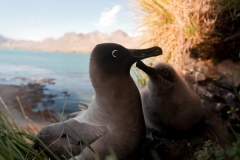 Light Mantled Albatrosses on nest by Oli Prince