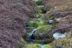Stream bank mosses near Grytviken (pohlia wahlenbergii / philonotis).  Jan 1973.