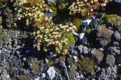 Subantarctic Pearlwort (colobanthus) flowering, south coast. Jan 1974.