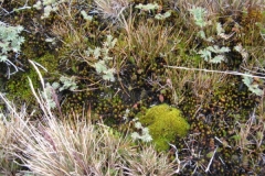Moss, lichen and grass by Liz Pasteur
