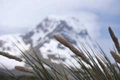 Tussock grass with mountain backdrop by Sam Moore